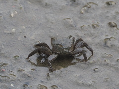 Parasesarma