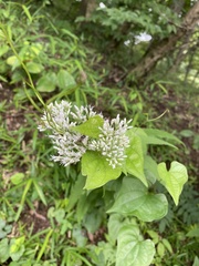 Eupatorium makinoi
