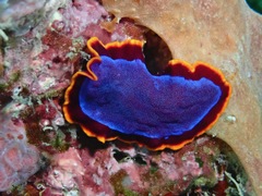 Pseudoceros ferrugineus