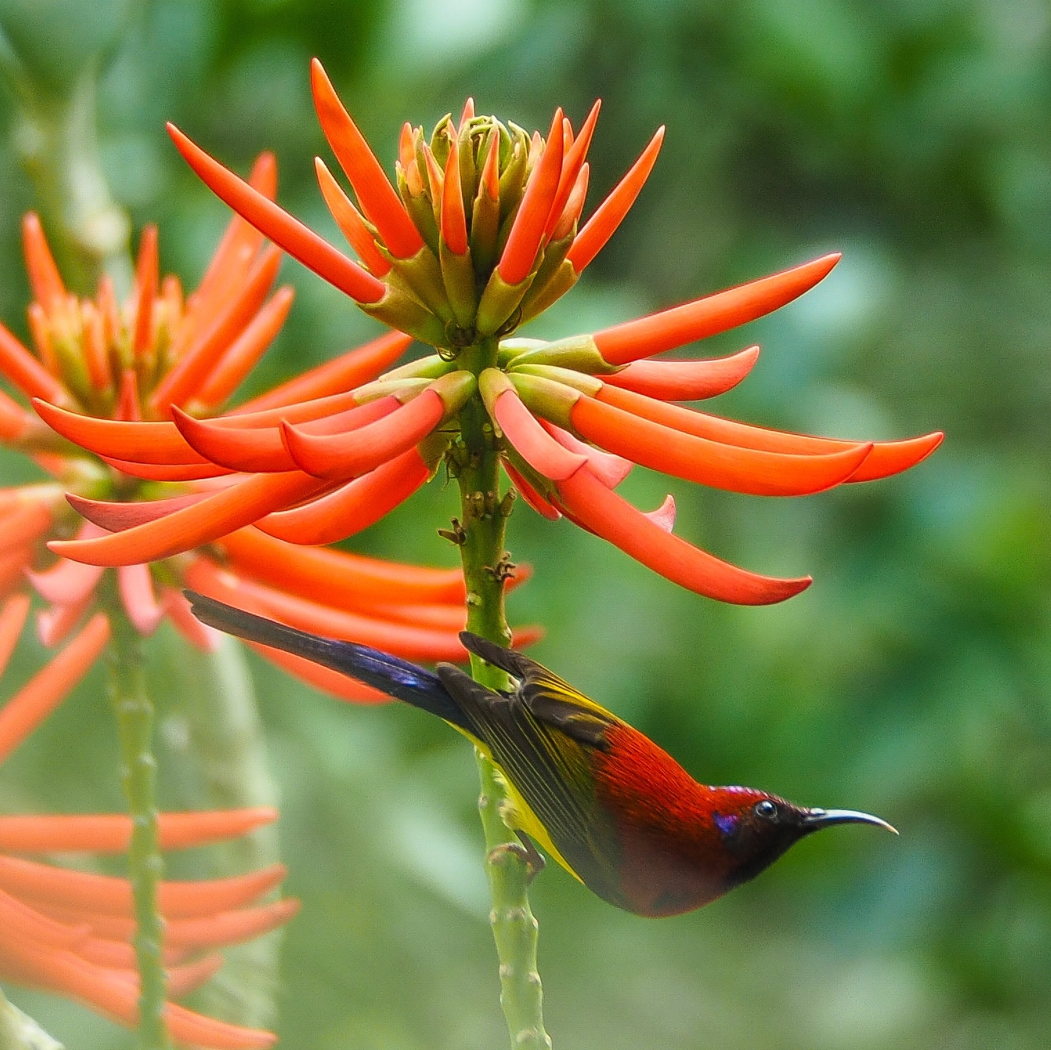 Mrs. Gould's Sunbird (Aethopyga gouldiae)