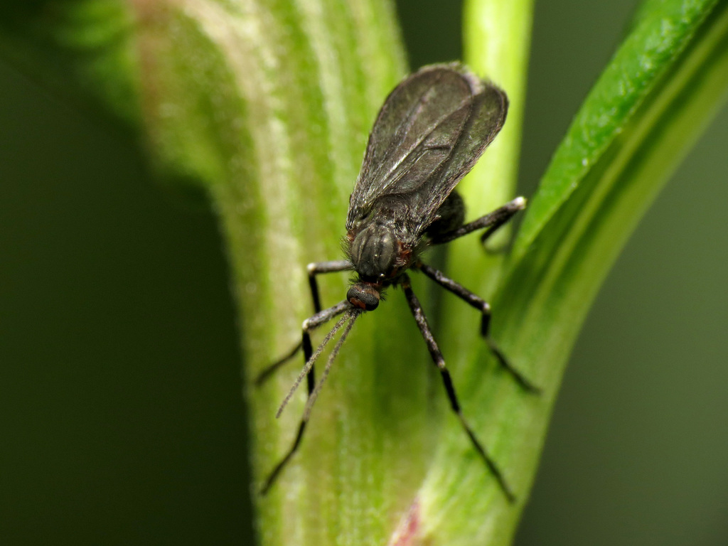 Asphondylia