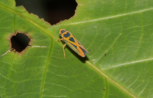 Soosiulus azatus