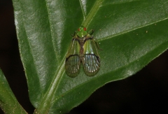 Cyphoceratopini