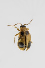 Phyllobrotica quadrimaculata