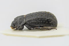 Trox scaber