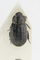 Trox scaber