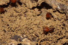 Syntermes molestus