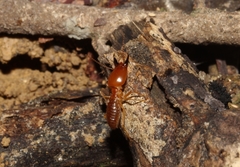 Syntermes molestus