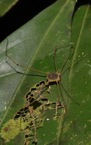 Protus bolivari