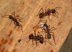 Dolichoderus longicollis