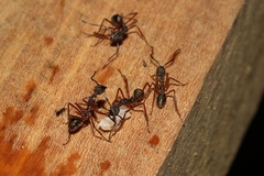 Dolichoderus longicollis