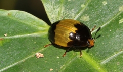 Iphiclus laetus