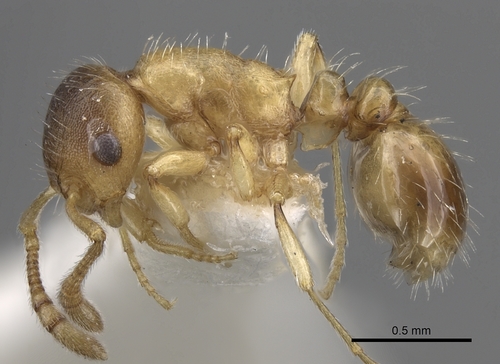 Epimyrma kraussei
