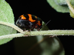 Cryptocephalus trifasciatus