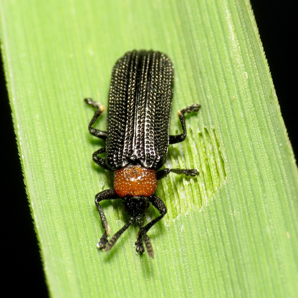 Chalepus walshii