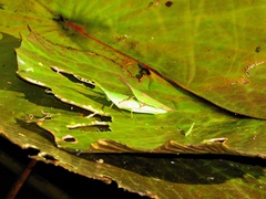 Atractomorpha acutipennis gerstaeckeri
