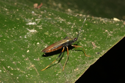 Petalops azureus