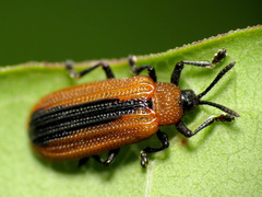 Odontota dorsalis