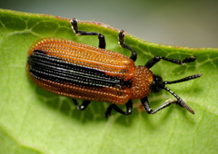 Odontota dorsalis