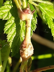 Lasioptera rubi