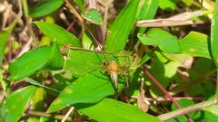 Oxyopes birmanicus