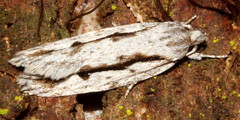Agriophara leptosemela