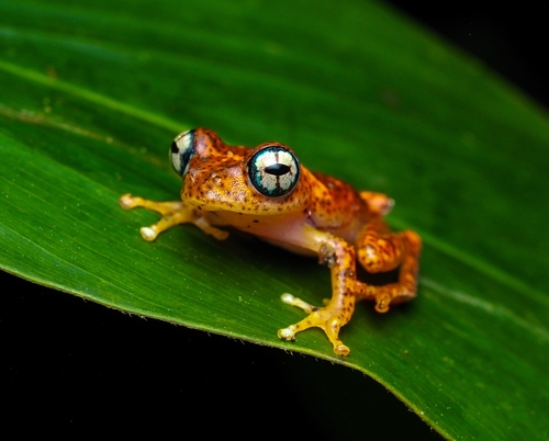 Red Bright-eyed Frog