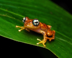 Andasibe Bright-Eyed Frog photo 2