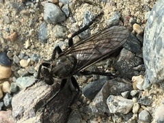 Lasiopogon