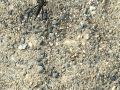 Lasiopogon