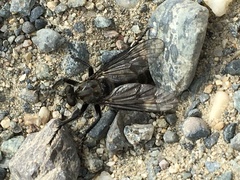 Lasiopogon