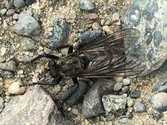 Lasiopogon