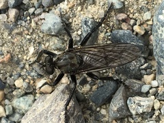 Lasiopogon