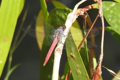 Orthetrum migratum