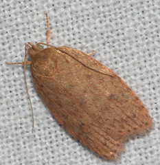 Garrha repandula