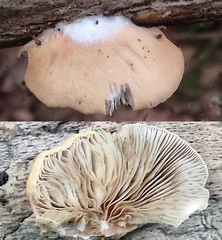 Crepidotus ehrendorferi