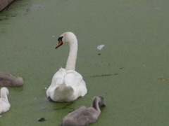 Cygnus olor