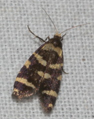 Lepidoscia confluens