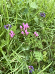 Centaurium erythraea