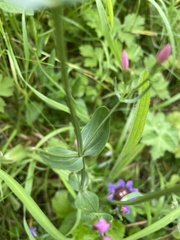 Centaurium erythraea