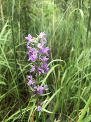 Dactylorhiza majalis baltica