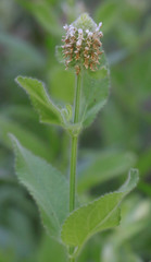 Stachys pycnantha
