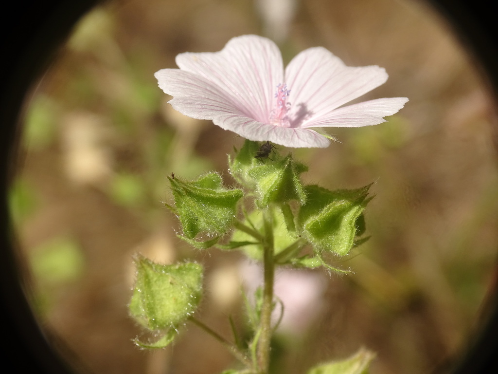 Malva hispanica