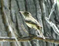 Empidonax traillii extimus