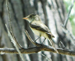 Empidonax traillii extimus
