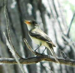 Empidonax traillii extimus