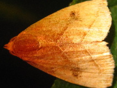 Rivula inconspicua