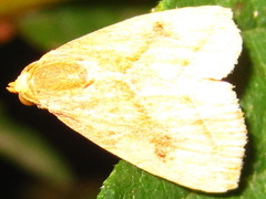 Rivula inconspicua
