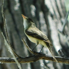 Empidonax traillii extimus
