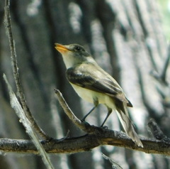 Empidonax traillii extimus